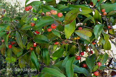Syzygium palghatense